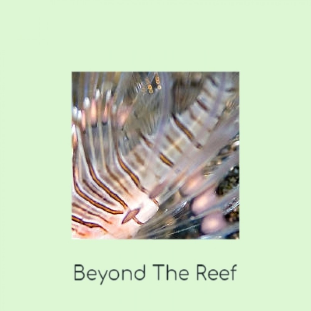 Beyond the Reef