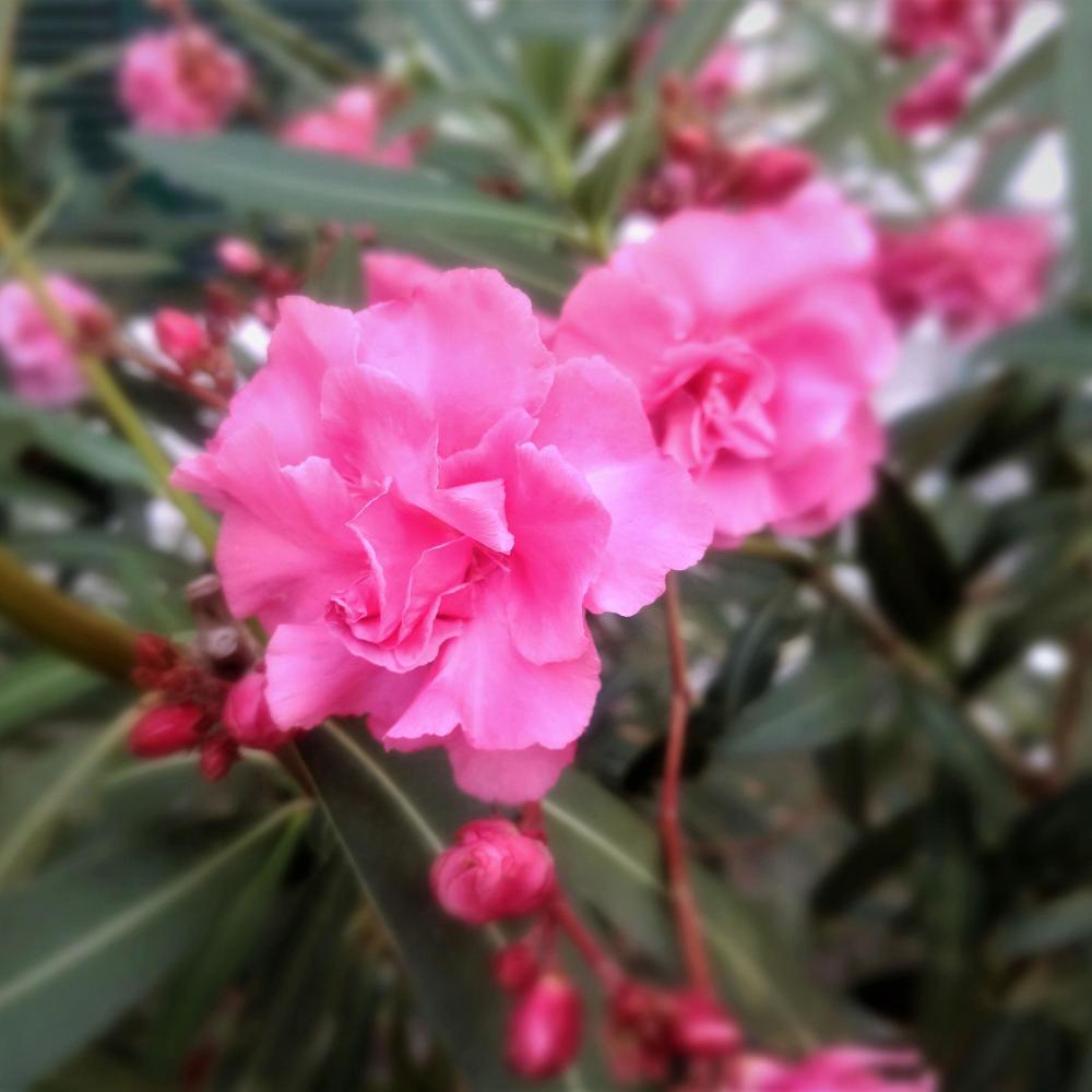 Pink Lips And Roses Ragtime