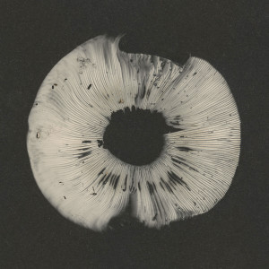 收聽Shedir的Reset歌詞歌曲