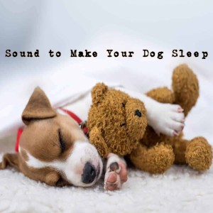 Listen to Sound To Make Your Dog Sleep song with lyrics from Sleep Music For Dogs
