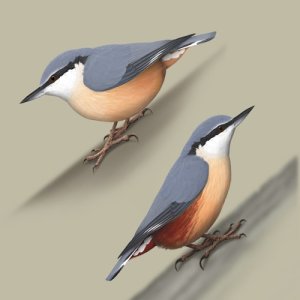 收聽Polskie Ptaki的Bird sounds - Nuthatch歌詞歌曲