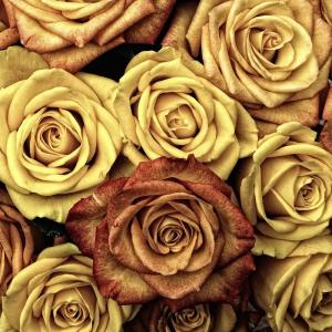 Listen to Mind Retreat song with lyrics from Deep Sleep