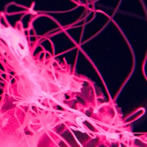 ดาวน์โหลดและฟังเพลง Get Over Here พร้อมเนื้อเพลงจาก Major Babe