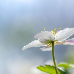 Dengarkan lagu Whimsical Feels nyanyian Yoga dengan lirik