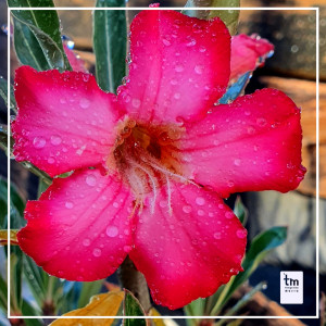 Dengarkan Optchá lagu dari Mu'gambi dengan lirik