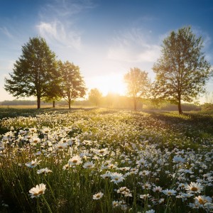Relax & Rejoice的專輯Music For Deep Peace And Inner Stillness