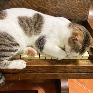 RelaxMyCat的專輯Ethereal Cat Naps: Piano Music to Soothe and Comfort