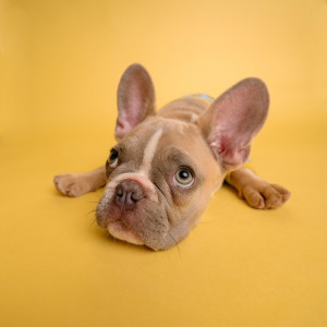 Dengarkan Anxious Cat lagu dari Music For Dogs dengan lirik