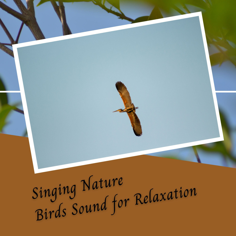 Singing Nature Birds Sound for Relaxation - 1 Hour