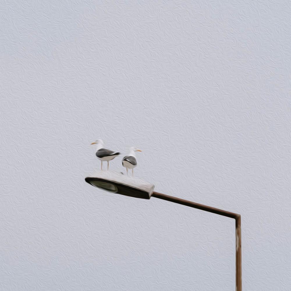 Gulls