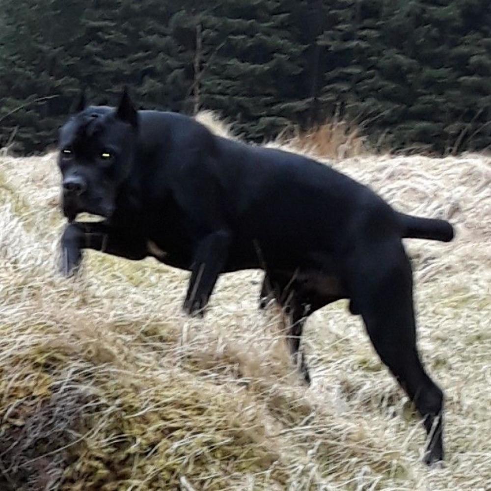 cane corso (Explicit)