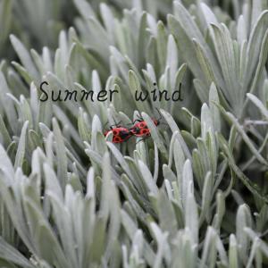 Listen to Summer Wind song with lyrics from 张酷