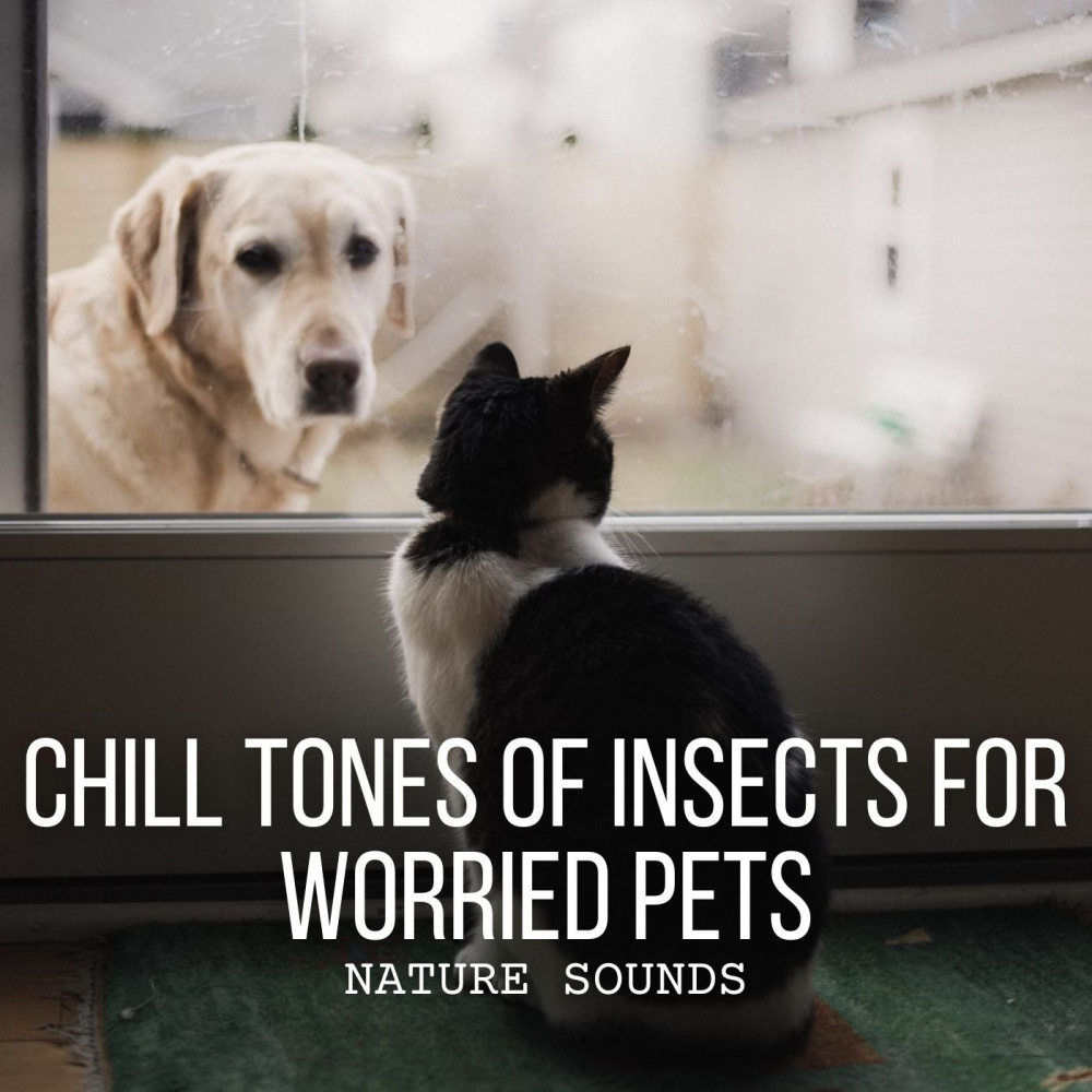 Insect Serenade for a Relaxed Pet