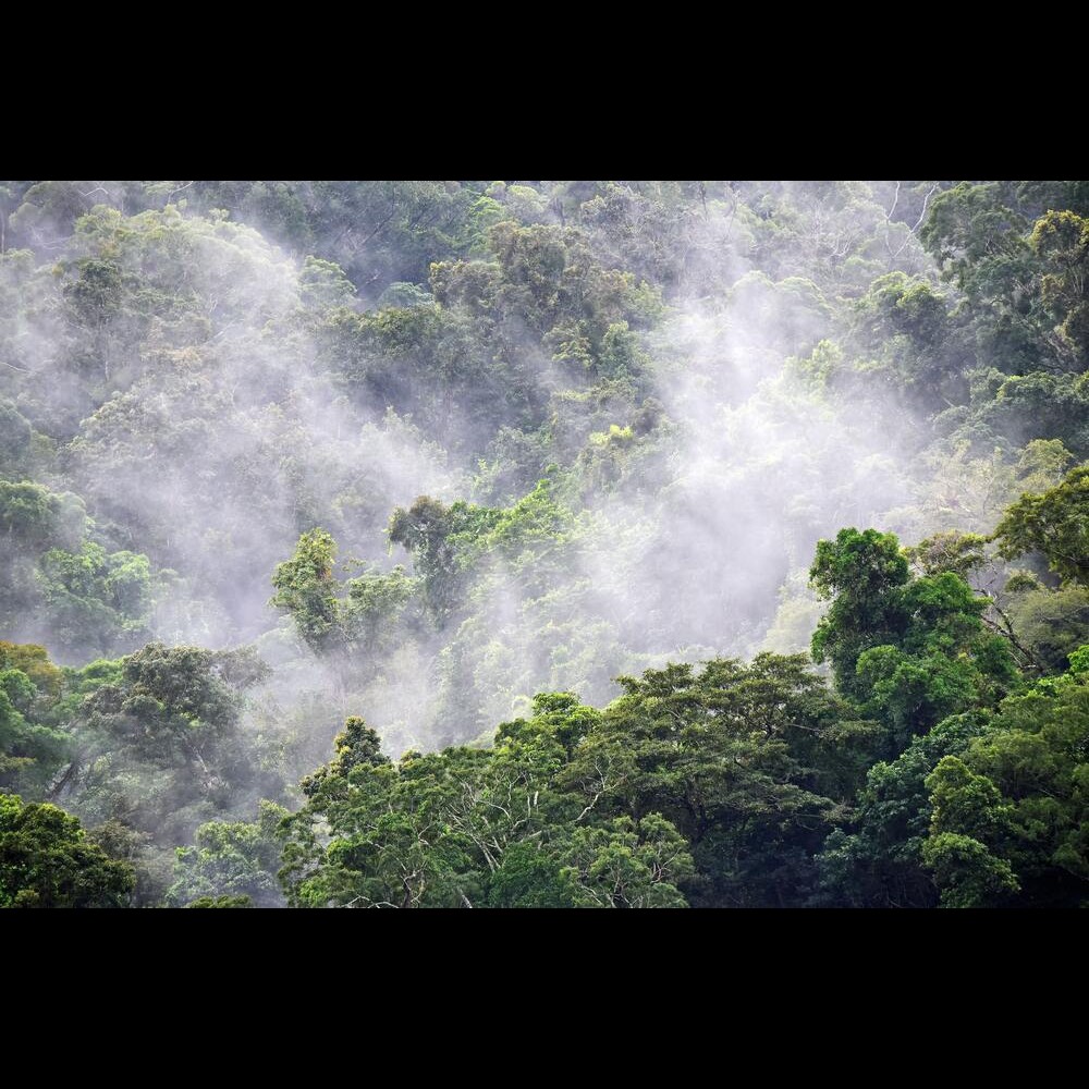 Jungle Electricity