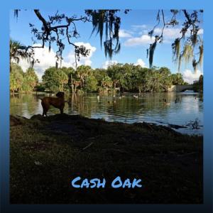 Various的专辑Cash Oak