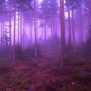 Dengarkan lagu Forest Floor nyanyian Faith In May dengan lirik