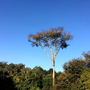 ดาวน์โหลดและฟังเพลง Homenagem a Waldir Silva พร้อมเนื้อเพลงจาก Marcos Frederico