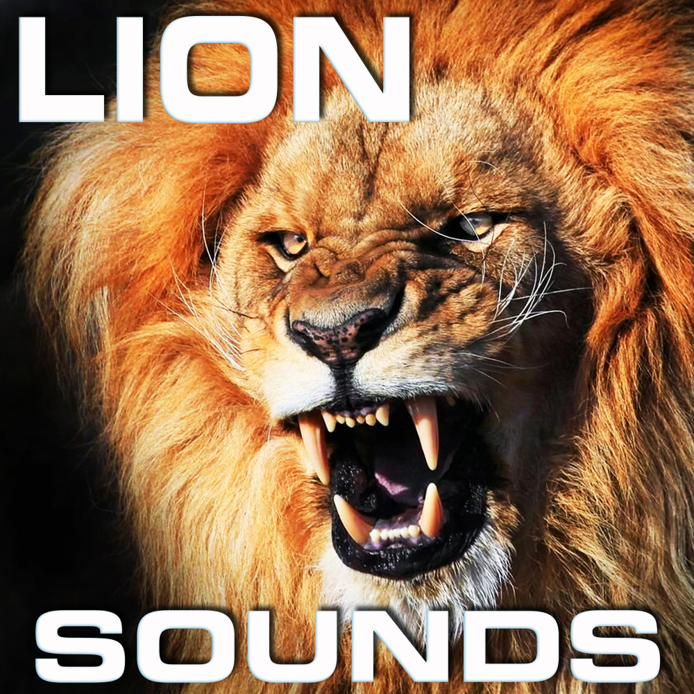 Warning Lion Sounds