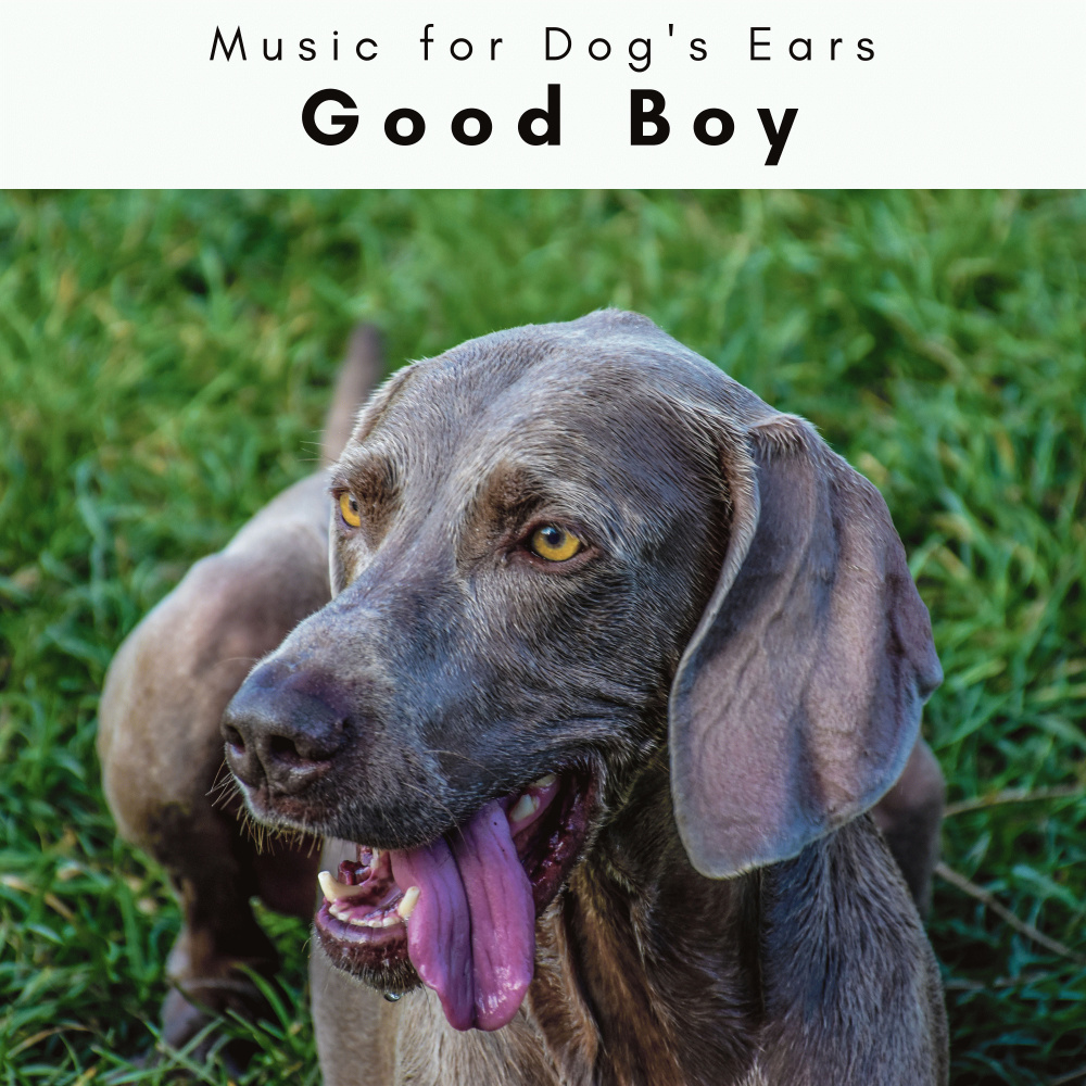 Relaxing Ambience for Bright-Eyed Dogs