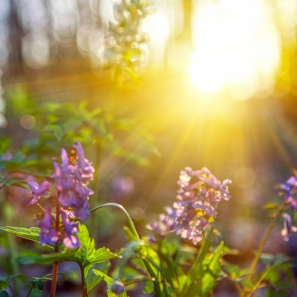 Morning Light Nature Melody