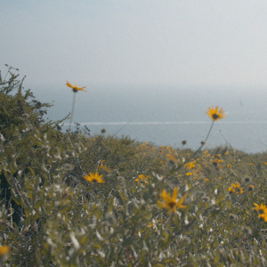 收聽Slowburn的sunflowers (in june)歌詞歌曲