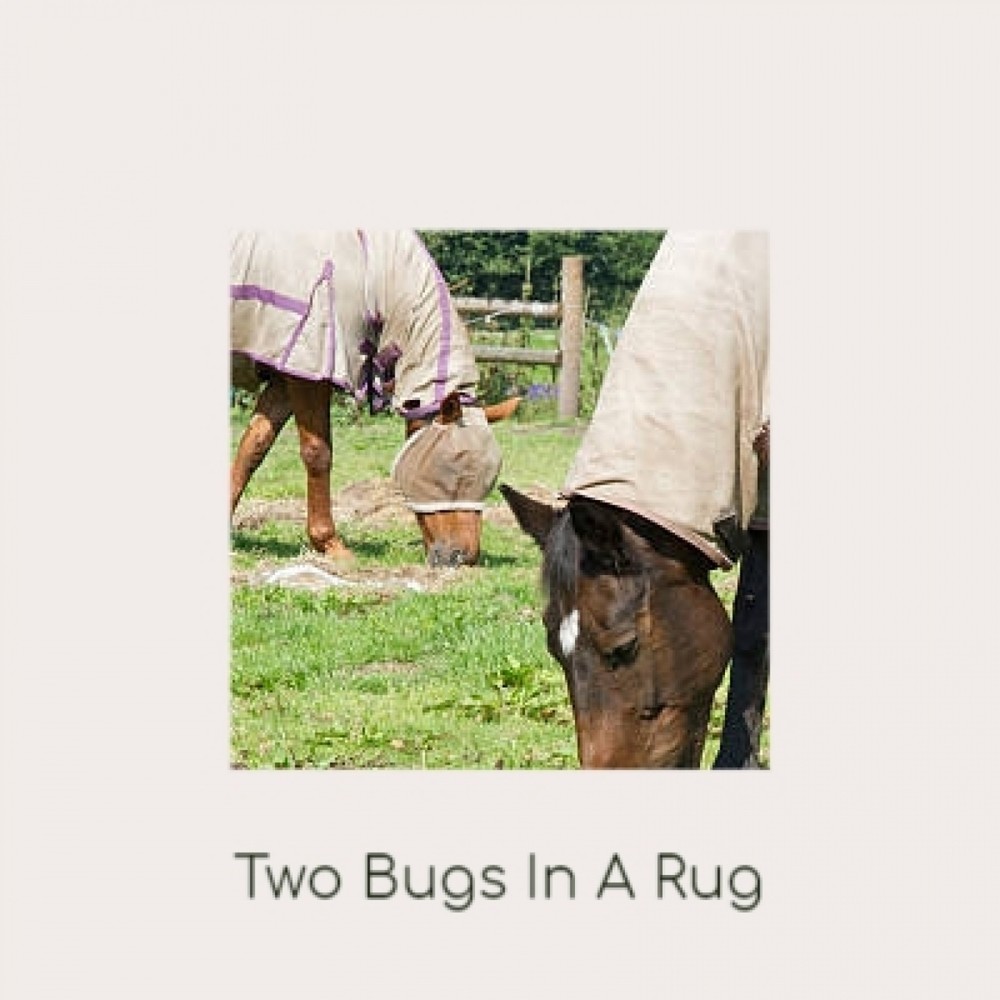 Two Bugs In A Rug