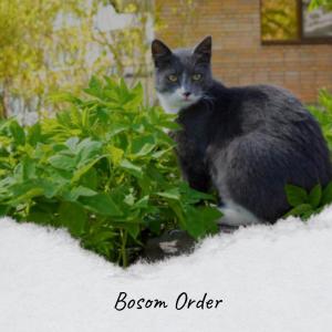 Listen to Bosom Order song with lyrics from Bhell Cimi