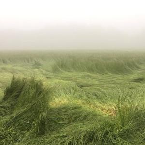 VLASS的專輯desire