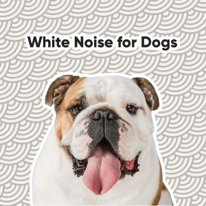 Album White Noise for Dogs from White Noise Collectors