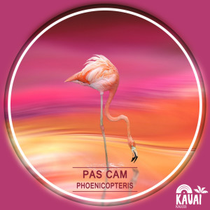 Dengarkan Phoenicopteris (Original Mix) lagu dari Pas Cam dengan lirik