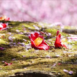 อัลบัม stop waiting, she's not coming back ศิลปิน eva gomi tenshi