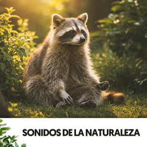 อัลบัม Sonidos de la Naturaleza: Melodías de las profundidades ศิลปิน Solfeggio Frequencies 528Hz