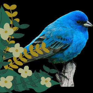 收听Severinus Journey的Suara Burung Murai Isian Mewah歌词歌曲