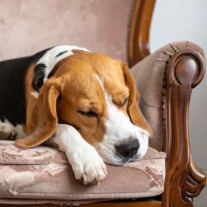 ดาวน์โหลดและฟังเพลง Música Relajante Para Perros Intensos พร้อมเนื้อเพลงจาก Pueblo de calma