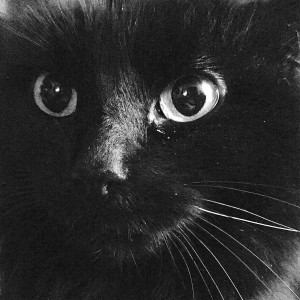 收聽Music For Cats的Stay Pawsitive!歌詞歌曲