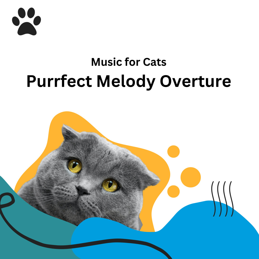 Music for Cats Purrfect Start