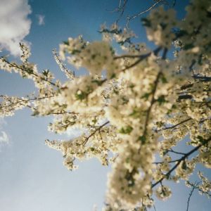 Album Луги from SadSvit
