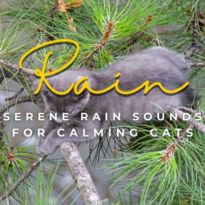 Feline Rain Serenity: Tranquil Rain Sounds for Calming Cats