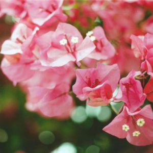 收聽aarigod的dovetail歌詞歌曲