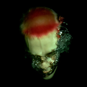 Heaven Fell dari Sega Bodega