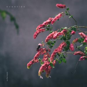 Ox the Moron的專輯eventide