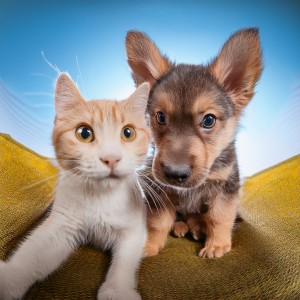 ดาวน์โหลดและฟังเพลง Beats Para Energía Cachorra พร้อมเนื้อเพลงจาก Olas de música para perros