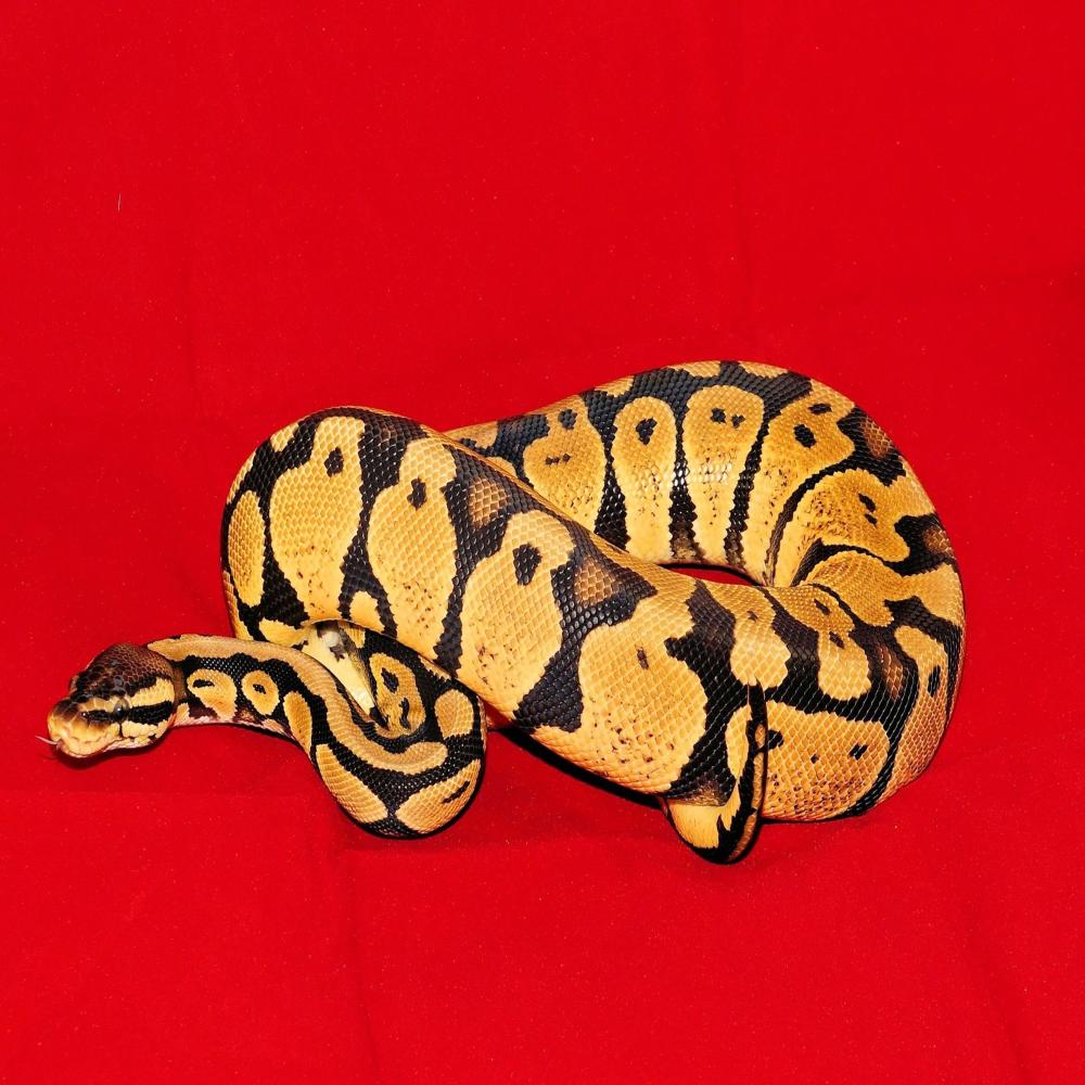 OLD TOWN SNAKE!