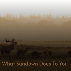 Album What Sundown Does to You from Various