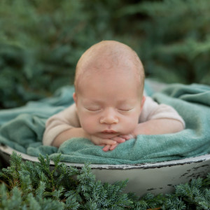 Dengarkan Bayi Burung lagu dari Tidur Bayi Musik dengan lirik
