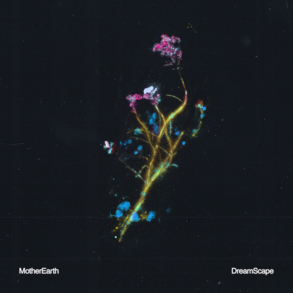 Dreamscape