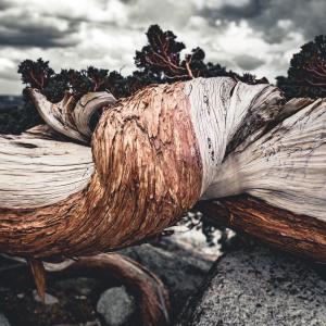 Listen to White Pine song with lyrics from Konkiri