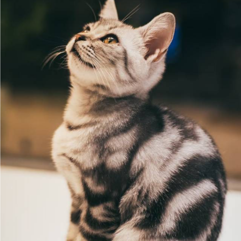 煎包