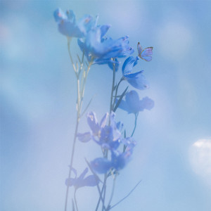 ดาวน์โหลดและฟังเพลง 花曇り พร้อมเนื้อเพลงจาก CHIAKI SATO
