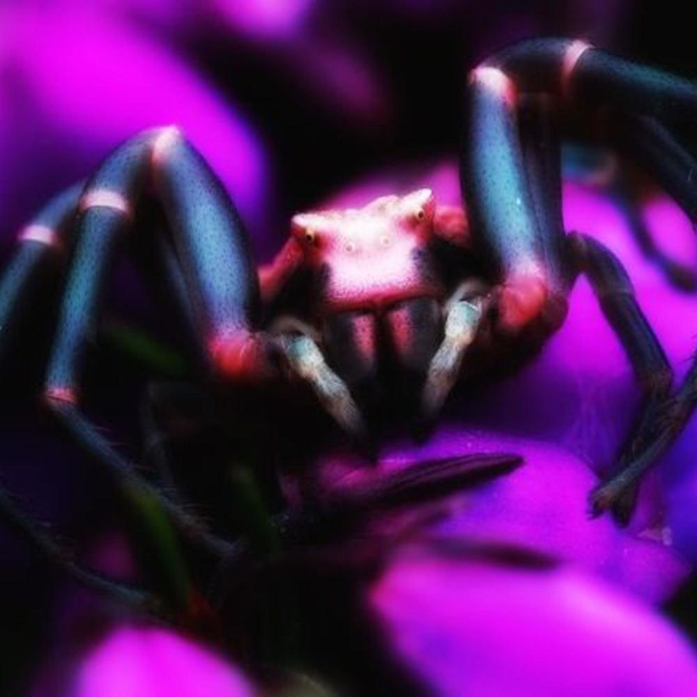 Spider (Explicit)